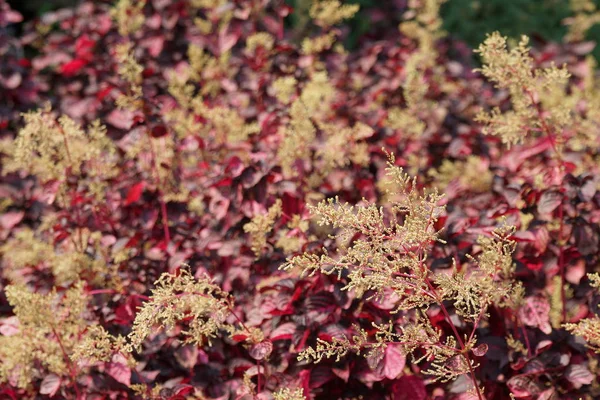 Gros Plan Belles Fleurs Fleurs — Photo