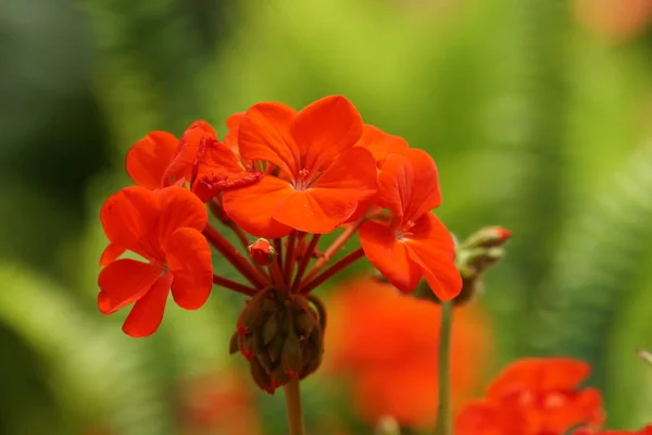 Close Shot Beautiful Blossoming Flowers — Stock Photo, Image