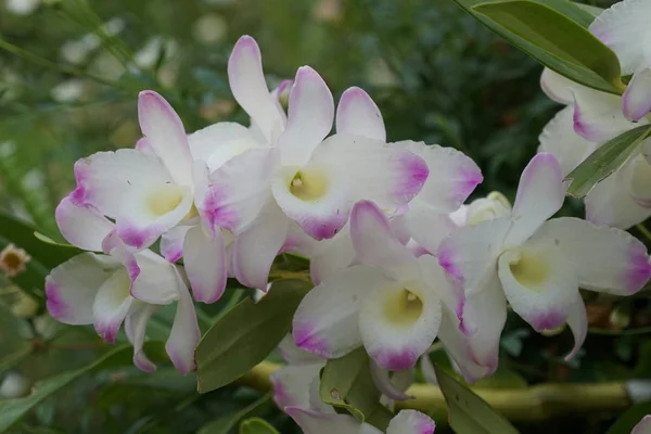 Primo Piano Colpo Bei Fiori Fiore — Foto Stock