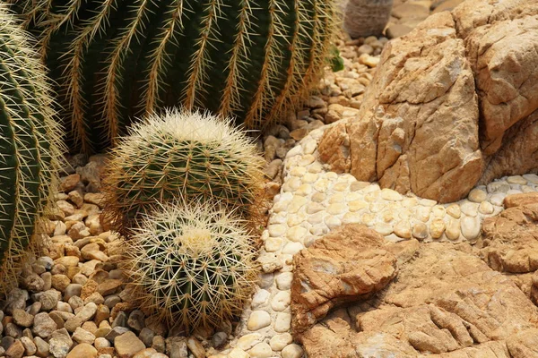 Primer Plano Planta Cactus Verde — Foto de Stock