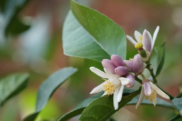 Close Shot Van Prachtige Bloeiende Bloemen — Stockfoto