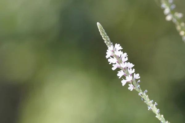 Gros Plan Belles Fleurs Fleurs — Photo