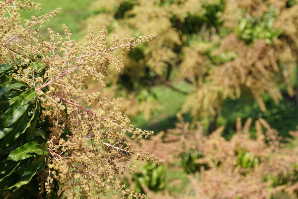 close-up shot of beautiful blossoming flowers