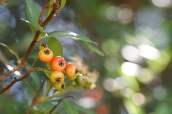 Nahaufnahme Von Frischen Exotischen Früchten Die Auf Zweigen Reifen — Stockfoto