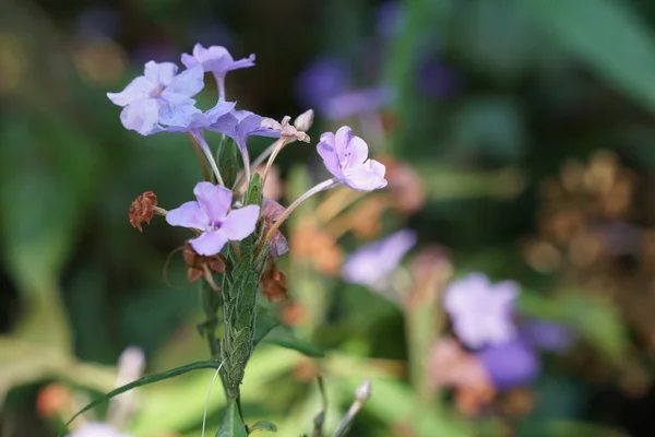 Nahaufnahme Schöner Blühender Blumen — Stockfoto