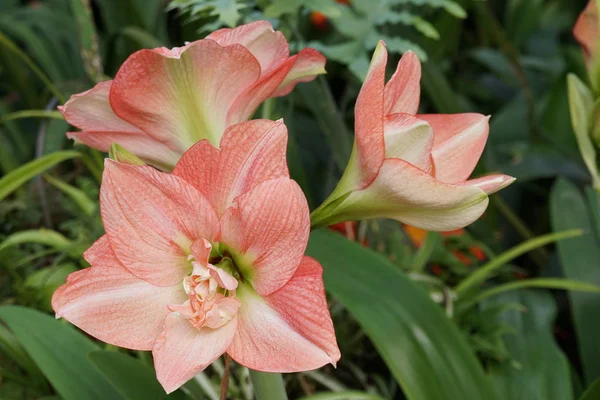 Närbild Skott Vackra Blommande Blommor — Stockfoto