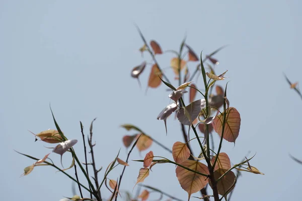 Close Shot Beautiful Green Leaves Front Sky — Stock Photo, Image