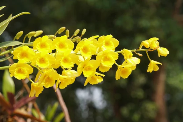 Primer Plano Hermosas Flores Flor —  Fotos de Stock