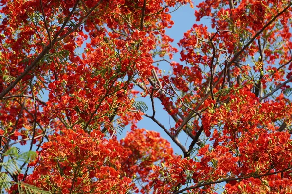 Nahaufnahme Schöner Blühender Blumen — Stockfoto