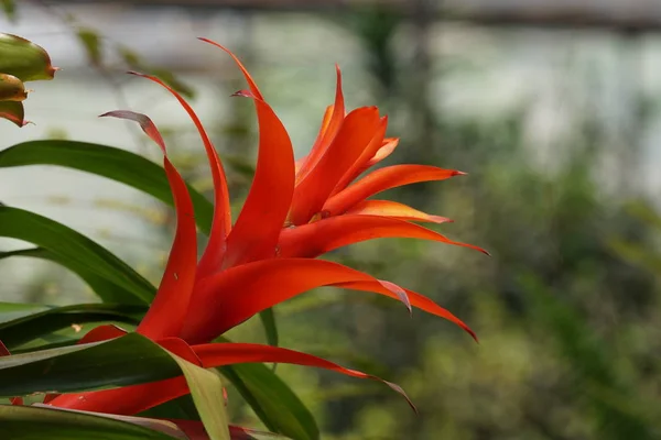 Close Tiro Bela Flor Florescente — Fotografia de Stock