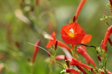güzel çiçek açan çiçeklerin yakın çekim