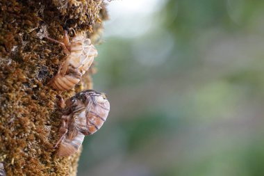 Ağustosböceğini yakından çek ve havla.