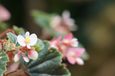 güzel çiçek açan çiçeklerin yakın çekim