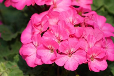 güzel çiçek açan çiçeklerin yakın çekim