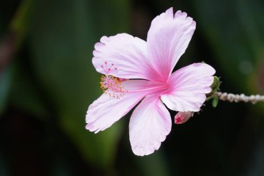 güzel çiçek çiçek yakın çekim