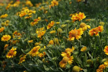 güzel çiçek açan çiçeklerin yakın çekim