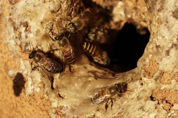 Close Shot Bee Hive Hole Wood — Stock Photo, Image