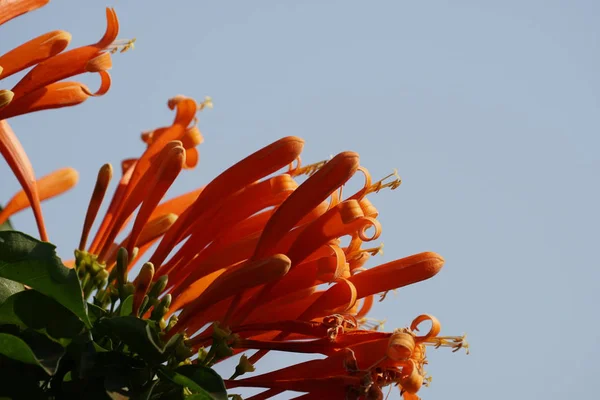 Närbild Skott Vackra Blommande Blommor — Stockfoto