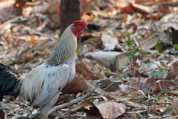 Close Shot Rooster Standing Fallen Leaves Forest — Stock Photo, Image