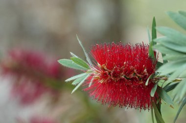 Sert şişe fırçası veya Melaleuca linearis