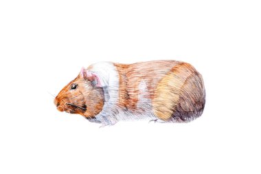 Kemirgen hayvanların Gine domuzu ailesinin suluboya Illustration. 