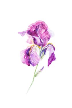 Iris çiçekler suluboya beyaz arka planda izole.