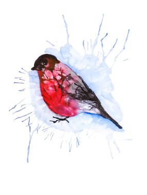 Üzerinde izole bir Bullfinch kuş absrtact suluboya Illustration
