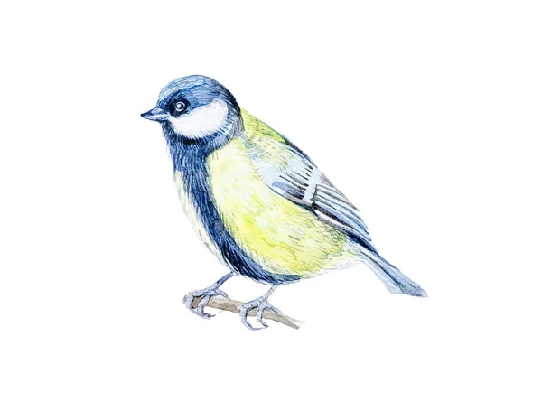 Beautiful tit sitting on a branch. Watercolor illustration isola — Stock Photo, Image