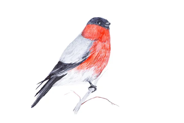 stock image Watercolor illustration of a bullfinch bird sitting on a twig is