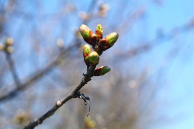 ağaç dalı tomurcukları ile
