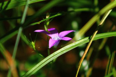Leylak çiçeği çim