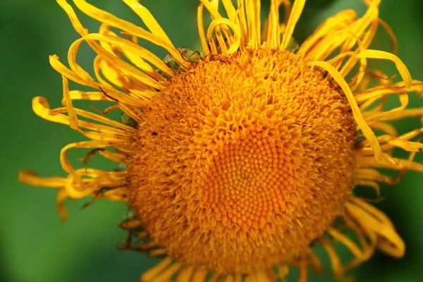 Flor Amarilla Brillante Echinacea —  Fotos de Stock