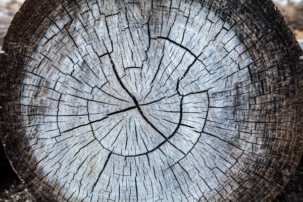 Old stump tree. Wooden texture.