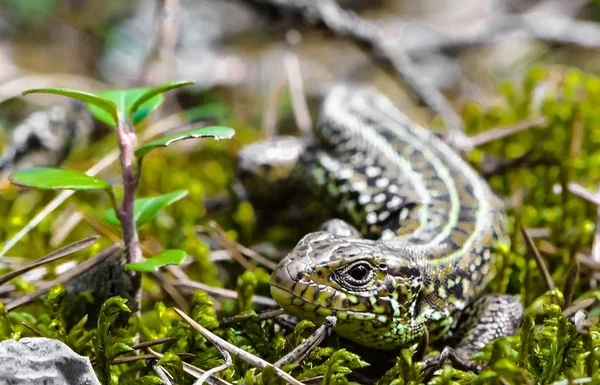 Graceful forest lizard with a looped skin among moss close up
