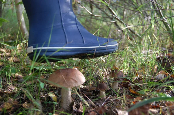 A big blue rubber boot above the foliage growing in the forest among foliage on slender thin legs
