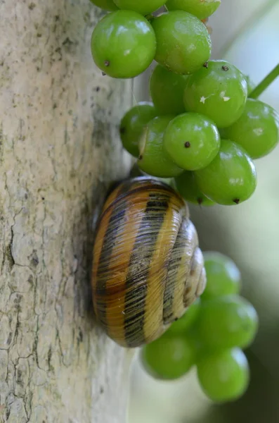 Large grape snail among unripe green grapes in a natural habitat