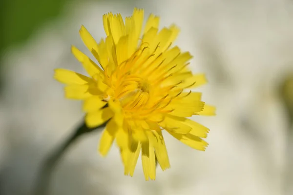 Delicate yellow flower of a small dandelion with thin stamens and narrow petals
