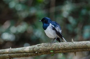 Oryantal magpie robin (Copsychus saularis) doğada şube