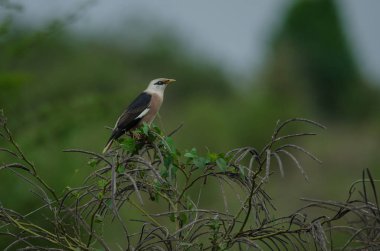 Ağaçta tıraşlama Venüs göğüslü sığırcık kuşu (Sturnus burnammicus)