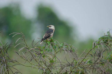 Ağaçta tıraşlama Venüs göğüslü sığırcık kuşu (Sturnus burnammicus)