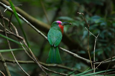 Kırmızı sakallı arı yiyici dal (Nyctyornis amictus)