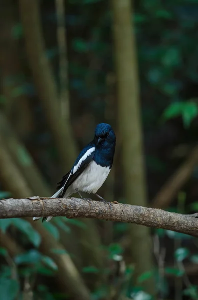 Oosterse Ekster Robin Copsychus Saularis Tak Natuur — Stockfoto