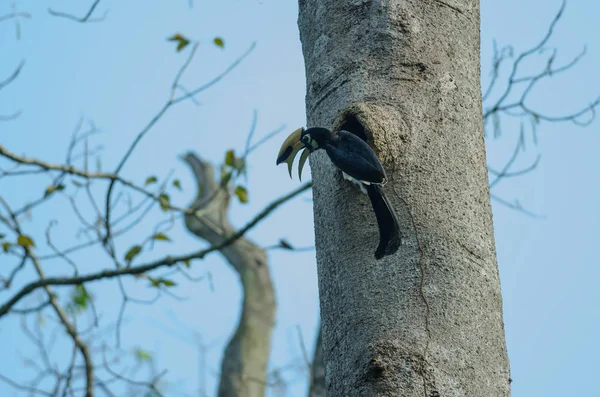 Pied Hornbill Orientální Anthracoceros Albirostris Strom Přírodě — Stock fotografie