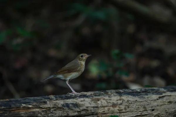 Siberian Blue Robin Luscinia Cyane Femelle Dans Nature Thaïlande — Photo