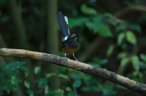 Orientalne Sroka Robin Copsychus Saularis Oddział Przyrodzie — Zdjęcie stockowe