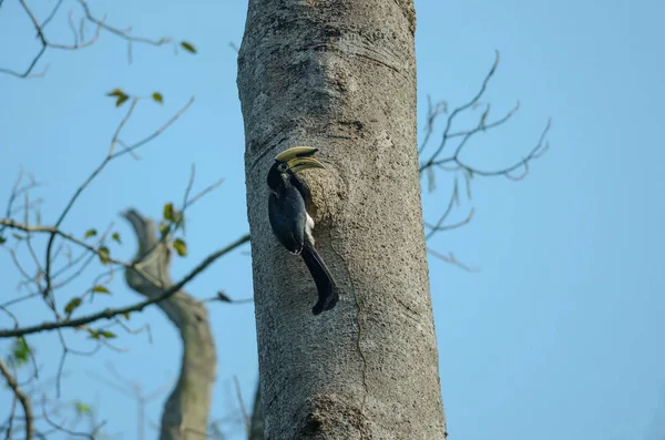 Pied Hornbill Orientální Anthracoceros Albirostris Strom Přírodě — Stock fotografie