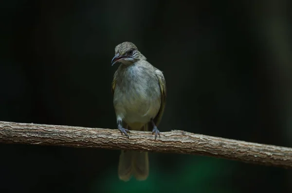 Bulbul Striato Pycnonotus Conradi Piedi Rami — Foto Stock