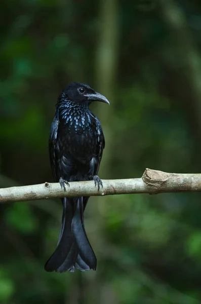 Dziwogon Czubaty Włosów Siedzący Gałęzi Natura Tajlandia Dicrurus Hottentottus — Zdjęcie stockowe