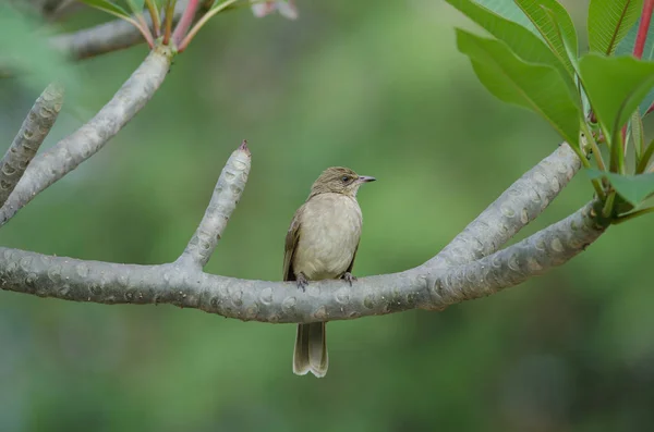 Pruh Ušatý Bulbul Pycnonotus Conradi Stojící Větve — Stock fotografie