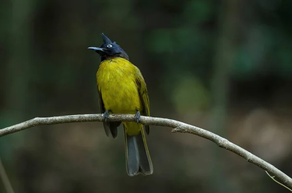 Булбул Черными Гребнями Pycnonotus Flaviventris Сидящий Ветке — стоковое фото